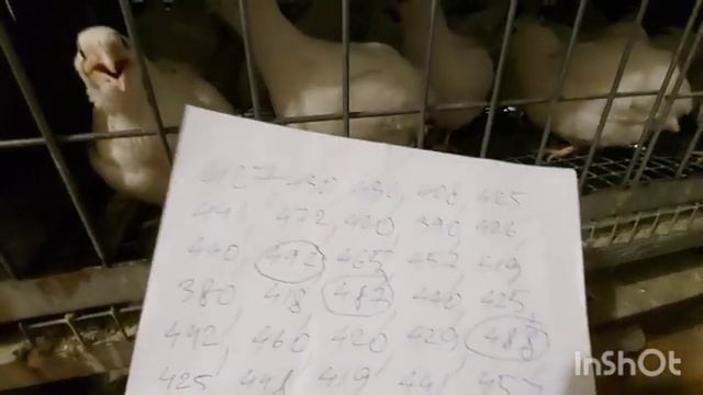 Перепела белый ГИГАНТ. Вес в 45 дней. смотреть онлайн