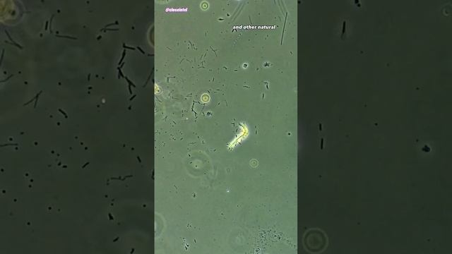 Eucalyptus Oil vs Germs Under Microscope смотреть онлайн
