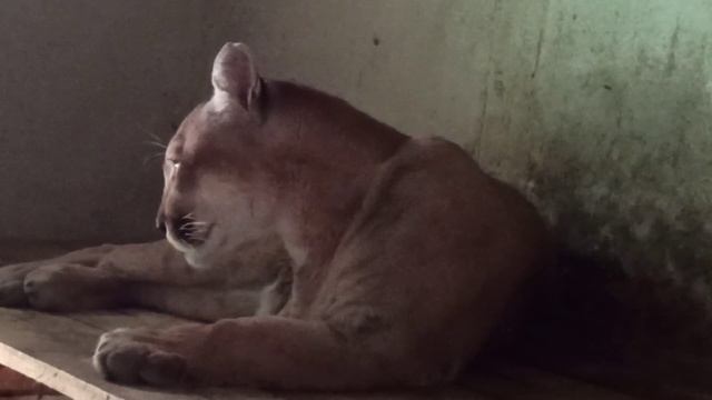 Тося в домике 🐱☺❤ смотреть онлайн