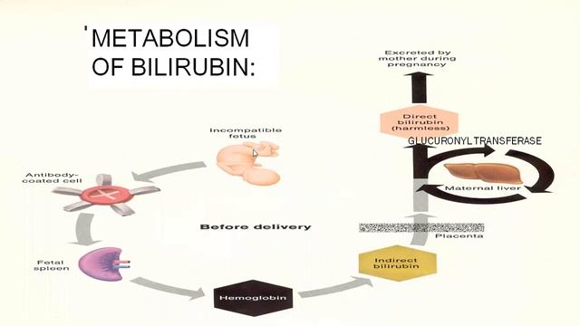 4 Blood lecture 4 Video part B смотреть онлайн