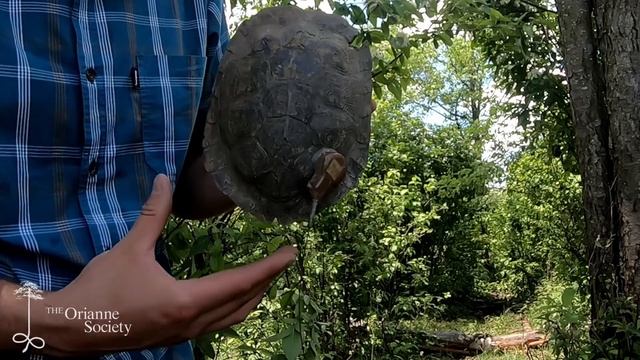 Mark-Recapture with Kiley Briggs смотреть онлайн