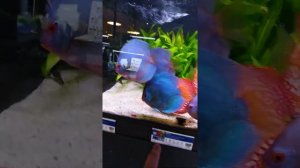 Обзоры аквариумов в Германии и дискусы