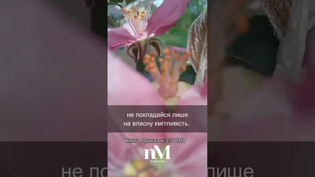 Книга Приказок 3:5 UMT #Біблія #СловоБоже #библия #мудрість #писание смотреть онлайн