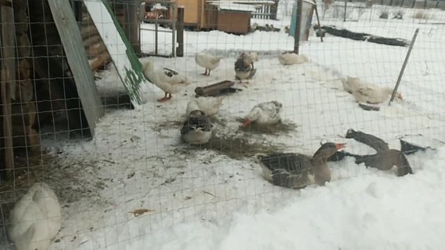 КОЗЕЛ ПЕРВЫЙ "ДОПЁР"// ВЕК ЖИВИ-ВЕК УЧИСЬ)) смотреть онлайн