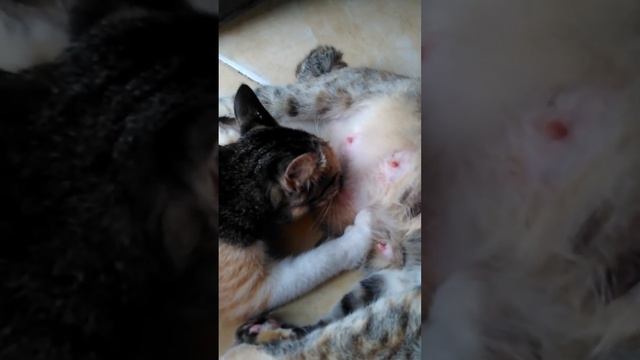 Funny Cat 😻😻😻 #catfunny #catvideos смотреть онлайн