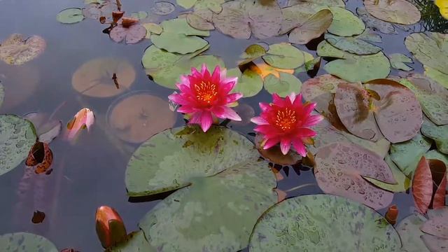 Nymphaea Red Queen-2... Вид с берега... смотреть онлайн