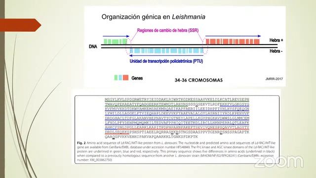 Leishmania: Identificación de una qunasa AKT-like y su potencial como una nueva diana terapéutica смотреть онлайн