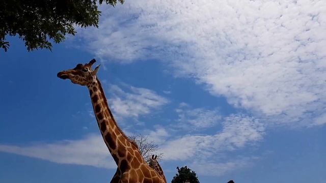 Zoo Safari Ravenna смотреть онлайн