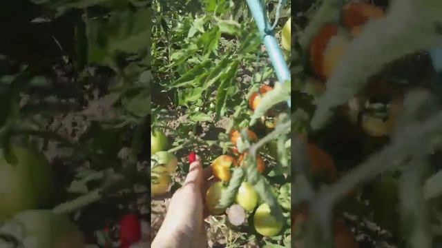 Черри оливка открытый грунт смотреть онлайн