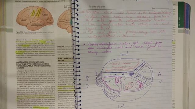 Guyton chapter 58 part 1 of 4 смотреть онлайн