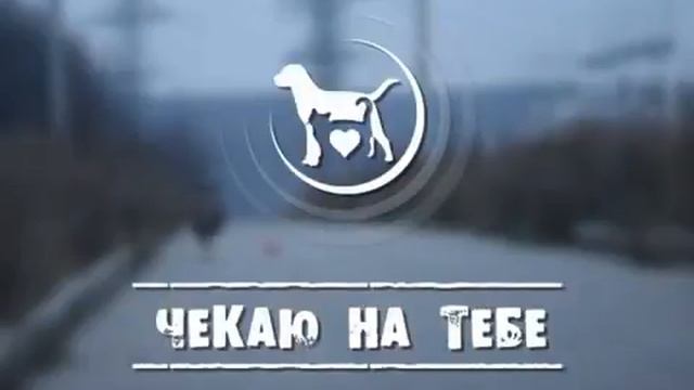 Чекаю на тебе, выпуск № 81 смотреть онлайн