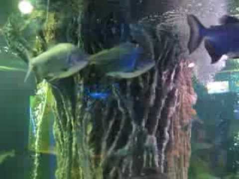 Супер рыба смотреть онлайн