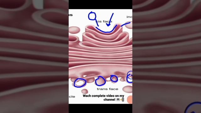 Golgi complex Introduction 📮 l (Part Thirteen)🤩#viral#@botanysolution4054 смотреть онлайн