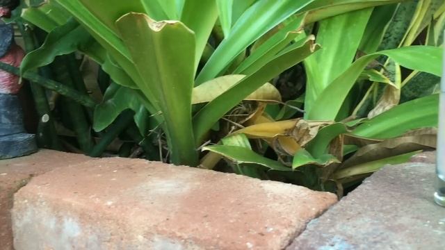 Review - Nivea Deo Extra White Serum (mmaymayny) смотреть онлайн