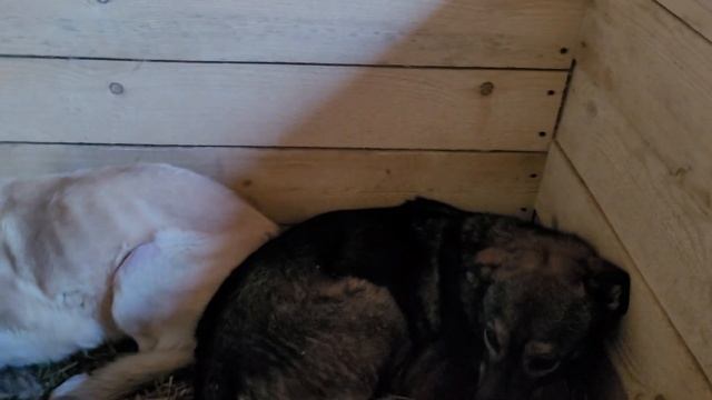 Курт и Глюкоза, приют Пушистый друг Малинки ТиНАО смотреть онлайн