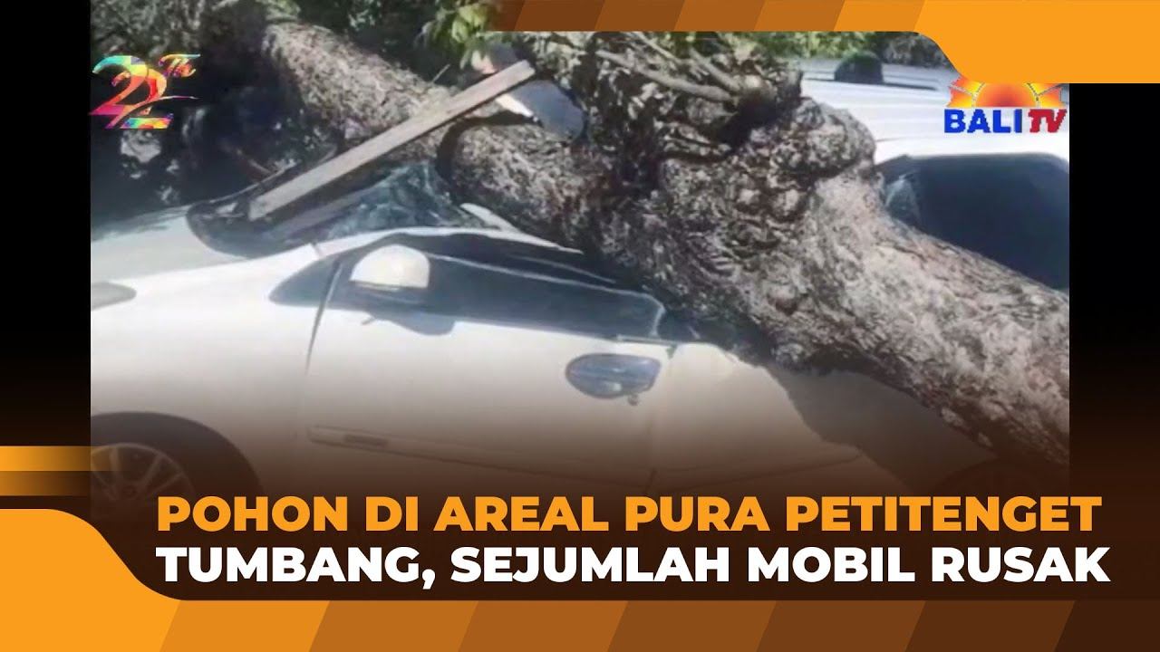 POHON DI AREAL PURA PETITENGET TUMBANG, SEJUMLAH MOBIL RUSAK