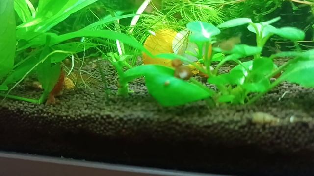 у креветок ужин, делят таюлетку🦐🦐🦐 смотреть онлайн