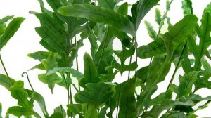 №14. Флебодиум Блю Стар. Пересадка.