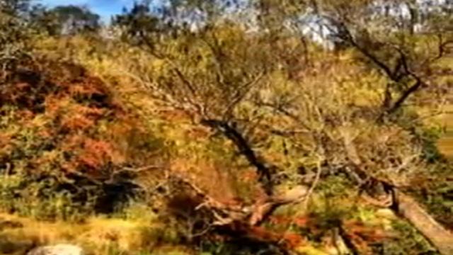 paul van dyk .tangerine смотреть онлайн