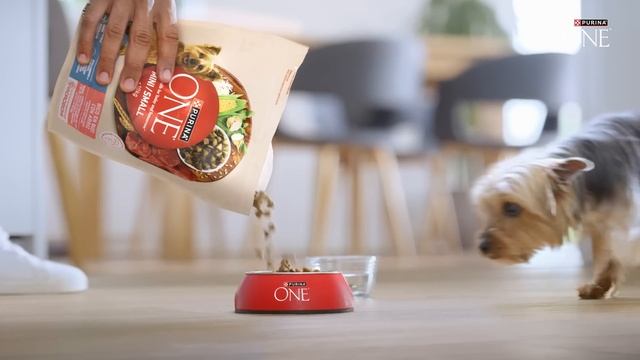 Ai grijă de sănătatea digestivă a câinelui tău cu PURINA ONE® MINI! смотреть онлайн