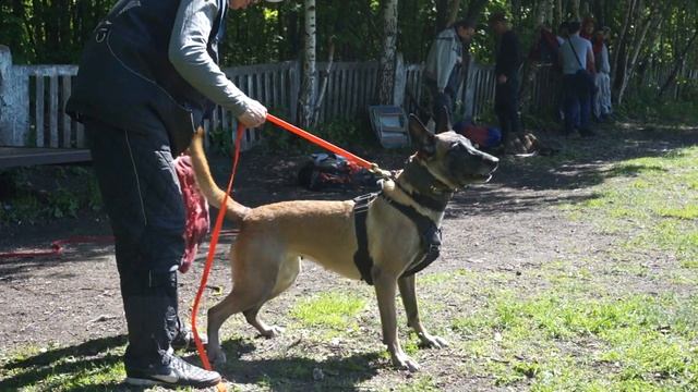 Barracuda Ot Shato Bulgar (проводник Р. Арсеньев).Barking смотреть онлайн