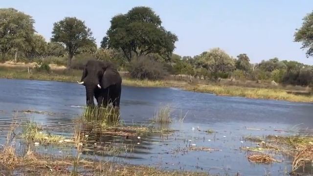 Elephants In Botswana смотреть онлайн