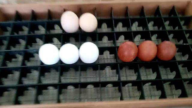 Решетка для укладки яиц в лоток инкубатора!!! смотреть онлайн