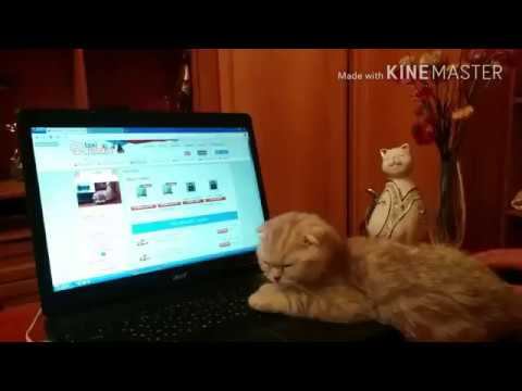 Котенок Элвис и TAXI MONEY смотреть онлайн