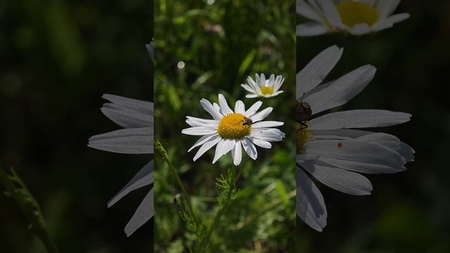 Северная природа летом. За полярным кругом. Мурманская область смотреть онлайн