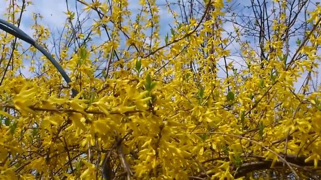 MOV 0038 смотреть онлайн