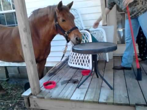 My horse being bad смотреть онлайн