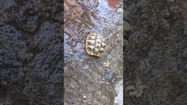 Little testudo hermanni - Albania - Visit Vlora смотреть онлайн