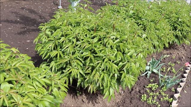 ПИОНЫ БУДУТ КРУПНЫЕ И ЯРКИЕ. ЧТО НУЖНО СДЕЛАТЬ? смотреть онлайн