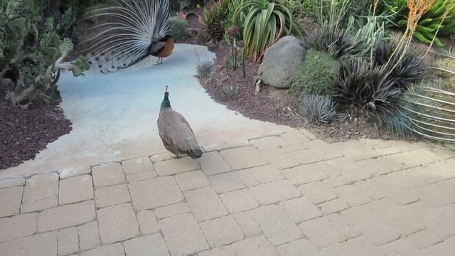 Peacock Mating 18