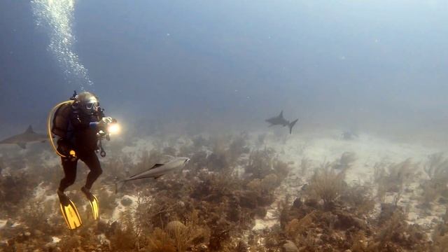 Cuba-Remora смотреть онлайн