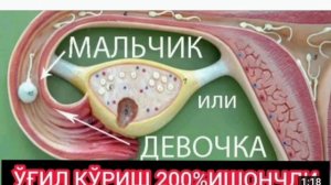 200% O'g'il homila siri😱😱😱 Genetik usulda homila jinsini aniqlash va rejalashtirish👍👍👍