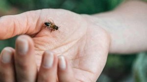 Тушда АРИ курса | Tushda ARI Ko'rsa