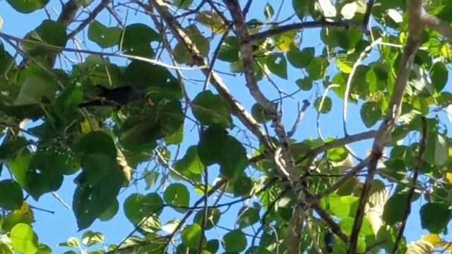 #FAUNA... KAWANAN BURUNG JALAK BALI DI POHON KAYU TEMPAT KAMI BERTEDUH смотреть онлайн