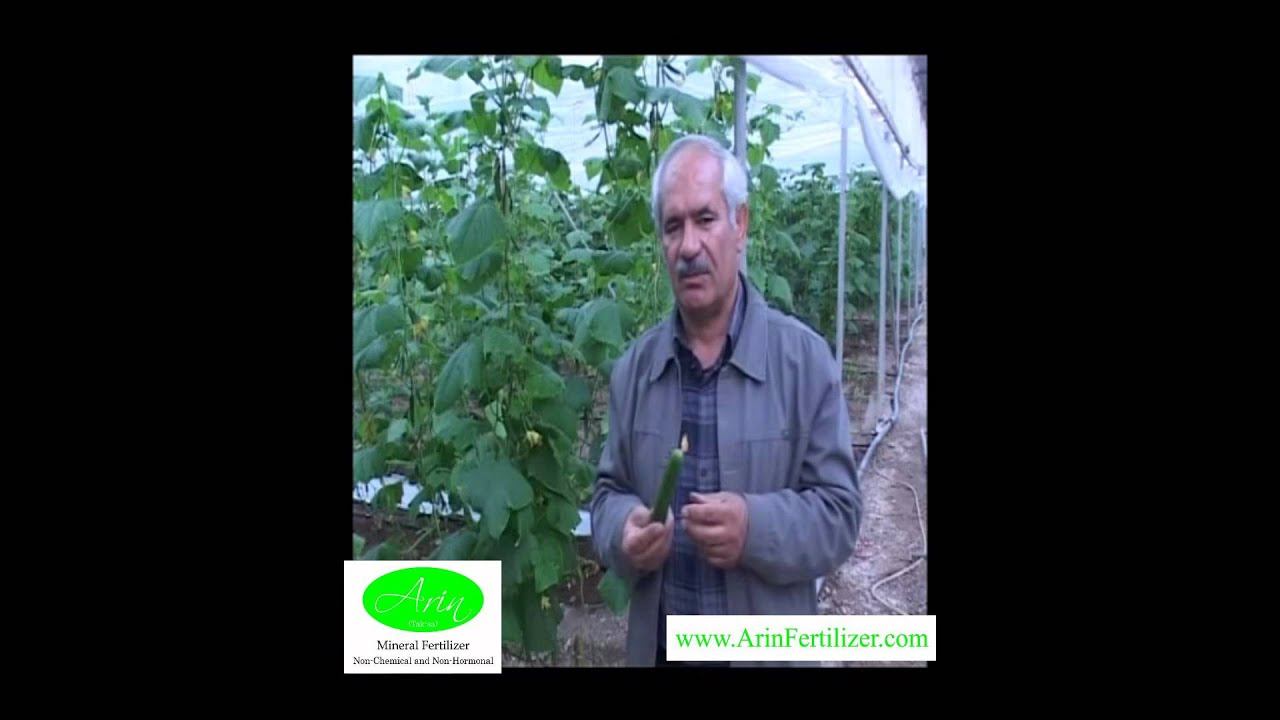 Incredible Cucumber greenhouse which you can pick the fruit and eat it right away without washing i смотреть онлайн