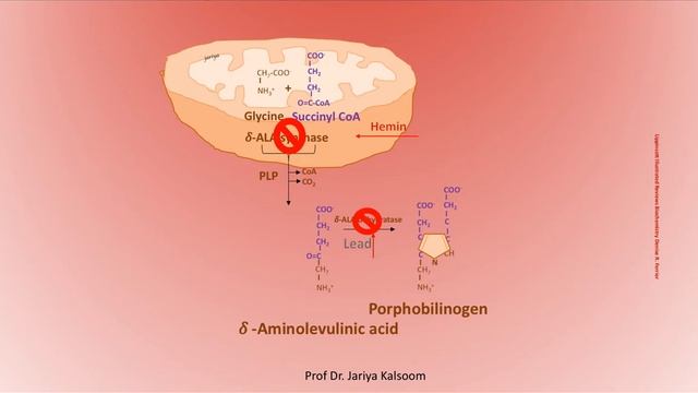 HEME BIOSYNTHESIS смотреть онлайн