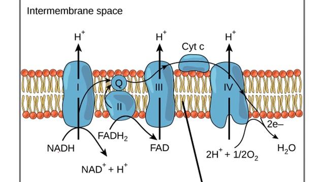 Metabolism _ Electron Transport Chain смотреть онлайн