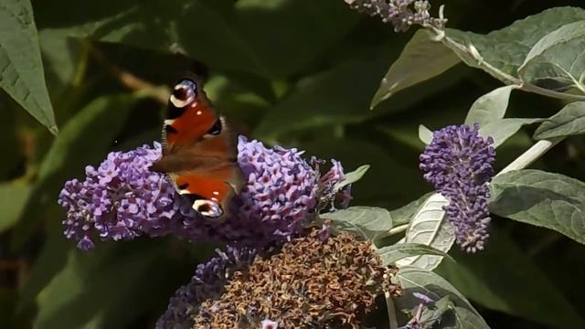 Peacock Butterfly On Buddleia смотреть онлайн