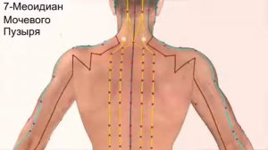 12 меридианов тела человека