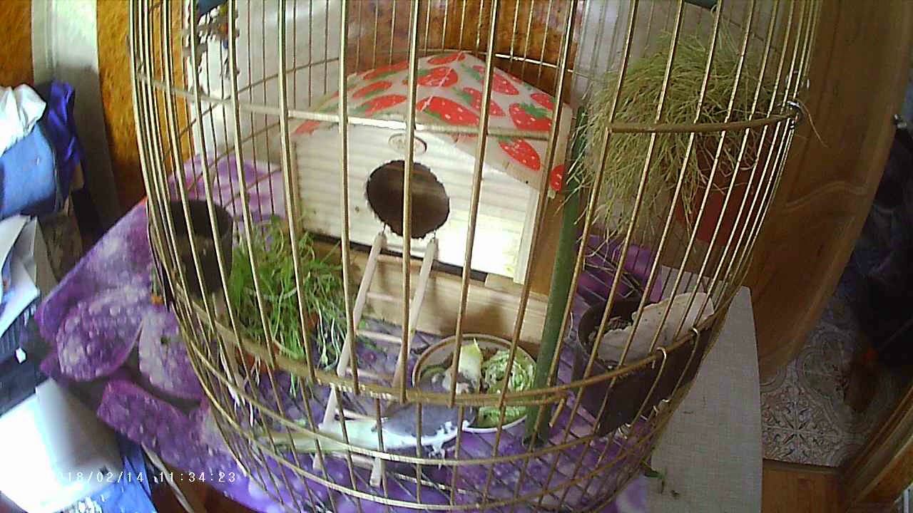 Птенцы Кореллы первый день смотреть онлайн