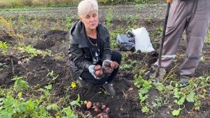 Для любителей ранней картошечки, сорт ЛЮКС !