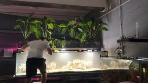 Аквариум с цихлидами на 1300 литров новый дизайн😍😍😍cichlid aquarium 1300 liters new design😍😍😍