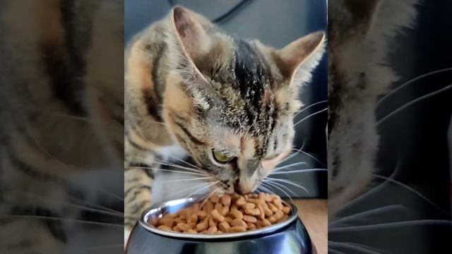 Purina Pro Plan Live Clear Adult смотреть онлайн
