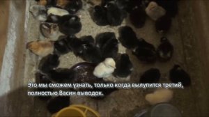 Второй выводок от кур доминантов