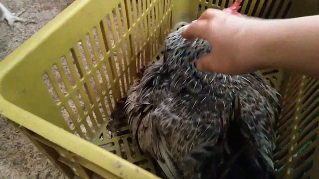 23 июля 2020г. УПЁРТАЯ НАСЕДКА смотреть онлайн