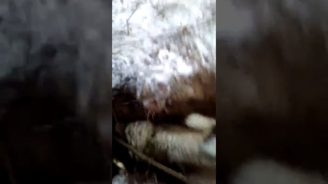 20 калибр. И снова всем здравствуйте)))! смотреть онлайн
